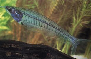   Glass cat fish 